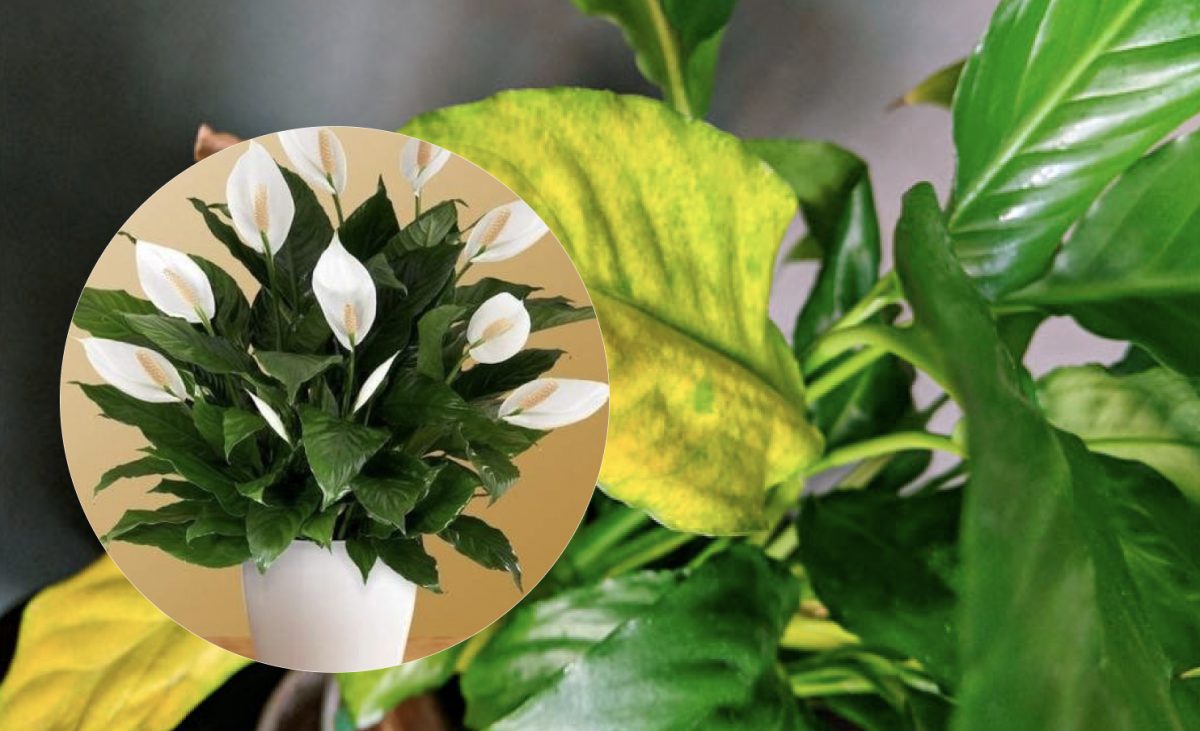 Как помочь спатифиллуму, если начинают желтеть листья: советы экспертов