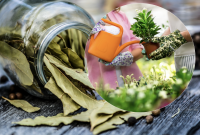 Обычный лавровый лист заставит комнатные растения пышно цвести: как приготовить подкормку дома