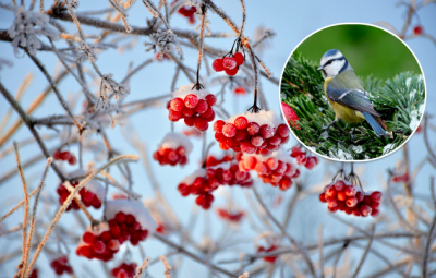 погода, погода в Україні