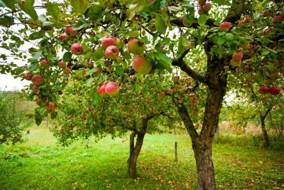 Куди подіти гнилі яблука в саду і чи можна їх використовувати як добриво