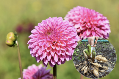 Георгины Георгины