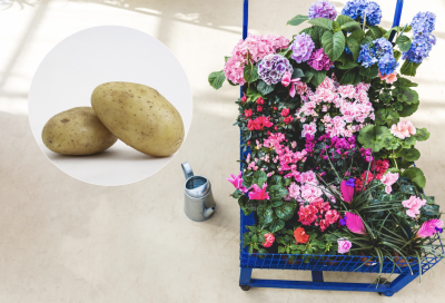 Комнатные цветы, картофель Комнатные цветы, картофель