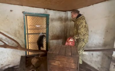 Загребли и ослов, и белок: появилось видео кражи енотов из зоопарка Херсона командованием ВС РФ