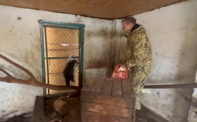 Российские военные, енот