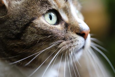 Любителям котів на замітку: як позбутися від запаху чотирилапого в будинку