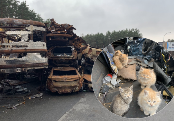 На кладовищі машин під Ірпенем знайшли шість осиротілих кошенят