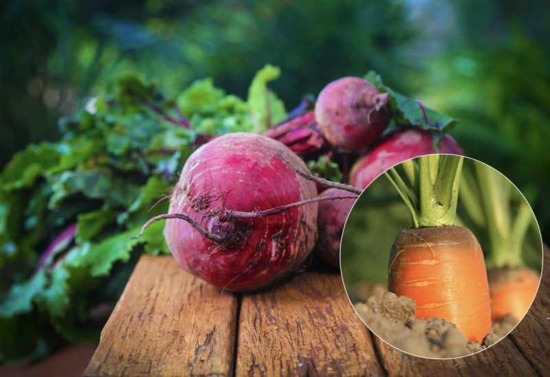 Вырастут большие и сочные овощи: как и когда сажать морковь и свеклу под зиму 2022