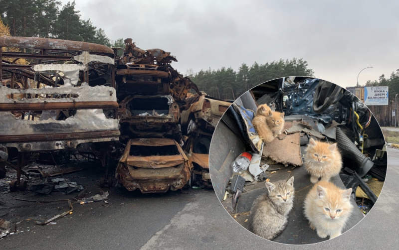 На кладбище машин под Ирпенем нашли шесть осиротевших котят