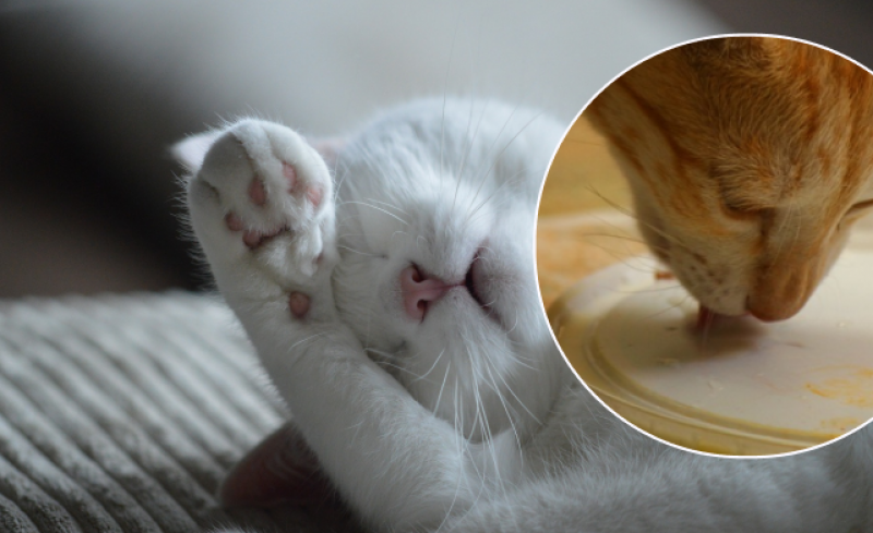 Не только молоком: чем нельзя кормить котов