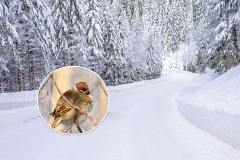 На Украину обрушится ледяной шторм: синоптики назвали даты снежного Армагеддона