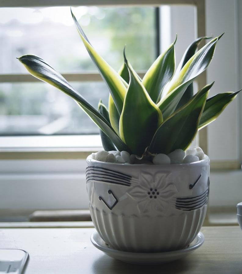 Сансевиерия Сансевиерия