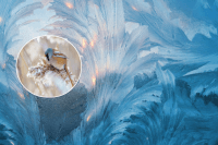 В Украине врежет сильнейший мороз: синоптики рассказали, когда ударит -13