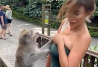 Обезьяна стянула тесный топ с огромного декольте бывшей Мисс Перу