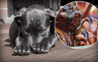 Отрута в чистому вигляді: чому собакам не можна їсти морозиво і шоколад