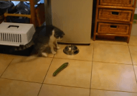 Загадка розкрита: чому коти бояться огірків як вогню