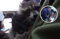 Далі піде в Держдуму: окупанти зарахували вкраденого в Херсоні єнота до університету в Мелітополі