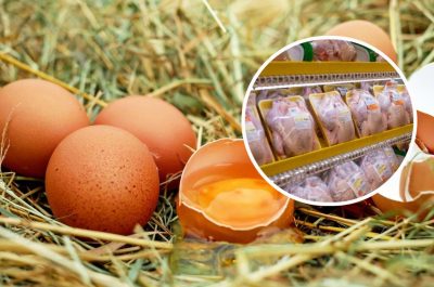 Яйца взлетят в цене, а с ними и курятина: производители назвали причину