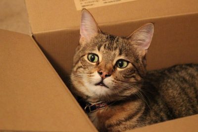 Не ради забавных видео: почему коты так обожают коробки