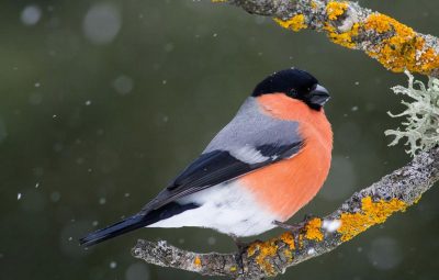 зима, приметы зима, приметы