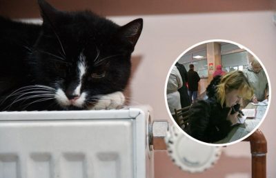 Кіт, батарея, квитанція