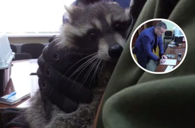 "Далі піде в Держдуму": окупанти зарахували вкраденого в Херсоні єнота до університету в Мелітополі