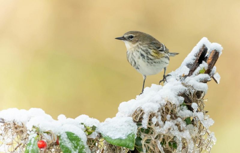 Прикмети на 3 грудня: які 2 речі потрібно зробити, щоб всю зиму гроші лилися рікою