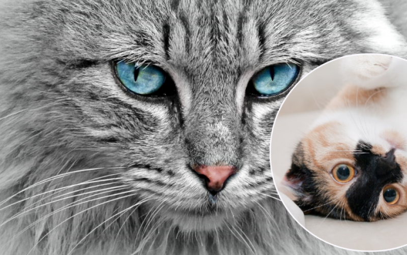 Цього краще уникати: чому не можна дивитися кішці в очі