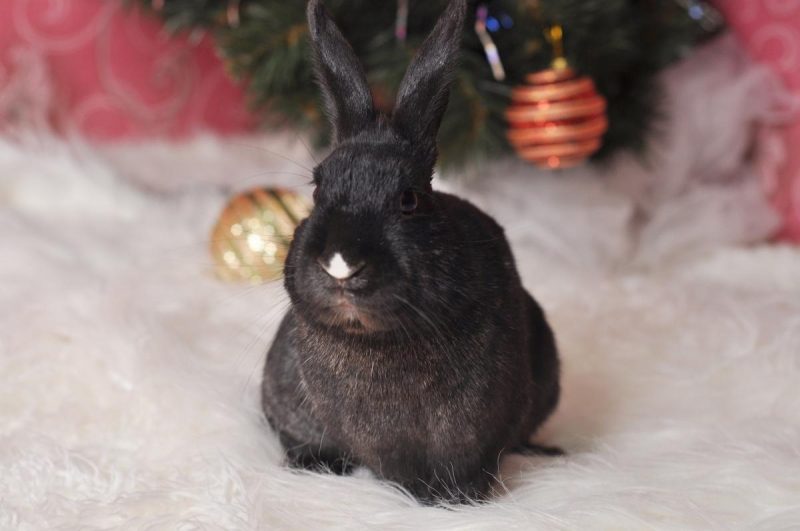 Подарунки і стіл повинні бути круглими: астролог розповів, в якій обстановці правильно зустрічати рік Кролика