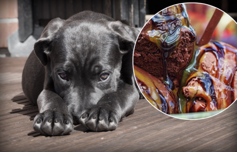 Яд в чистом виде: почему собакам нельзя есть мороженое и шоколад