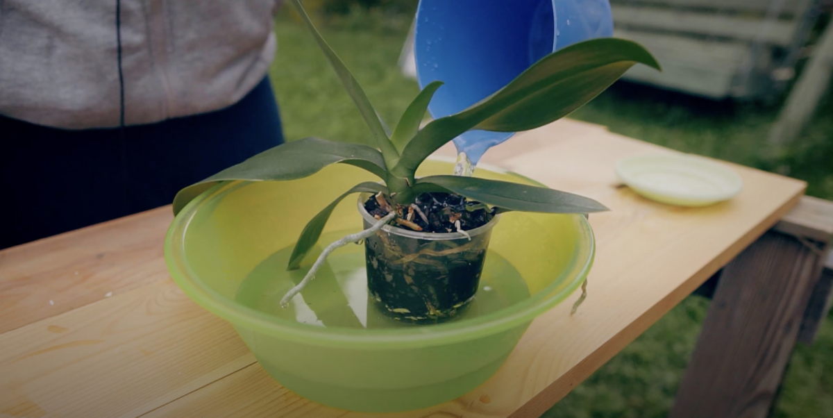 Апельсинова вода для орхідей: як приготувати домашнє добриво для пишного цвітіння