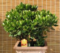 Як правильно посадити грошове дерево, щоб удома водилися гроші