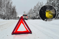 Україну огорне снігопад: синоптик попередила про справжню зиму