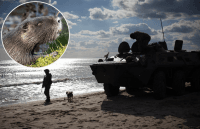 Українські бобри з Волині унеможливили атаку окупантів з боку Білорусі - ЗМІ