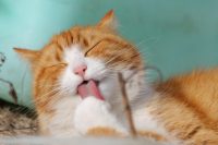 Как угодить коту: 4 вещи, от которых животные без ума