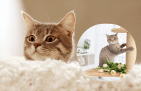 Как отучить кота драть диван и обои: способы, которые быстро помогут хозяину и питомцу