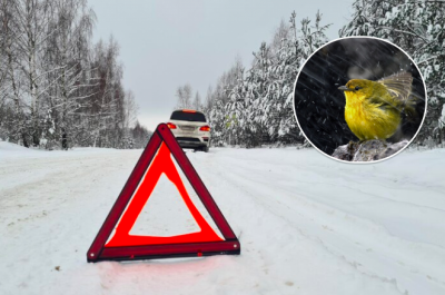 Україну огорне снігопад: синоптик попередила про справжню зиму