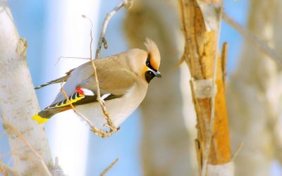 птах, зима птах, зима