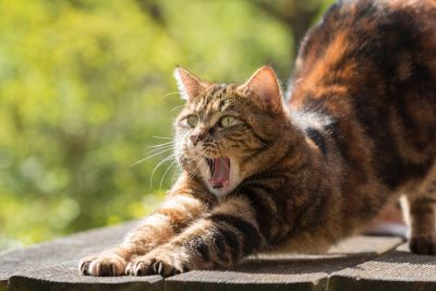 Мнут лапами и мурчат: почему кошки любят массажировать хозяина
