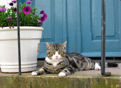 Щастить далеко не всім: чому коти зустрічають господарів біля дверей