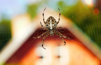 Удача відвернеться назавжди: чому не можна вбивати павуків