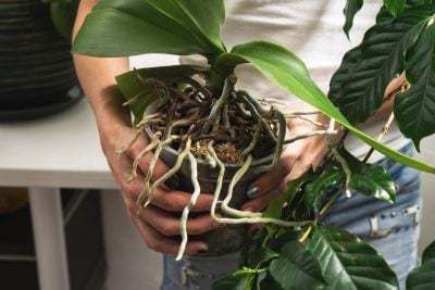 Коріння орхідеї вилізло з горщика: чому так відбувається і що робити