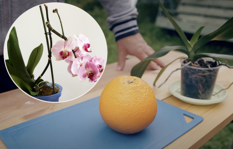 Апельсинова вода для орхідей: як приготувати домашнє добриво для пишного цвітіння