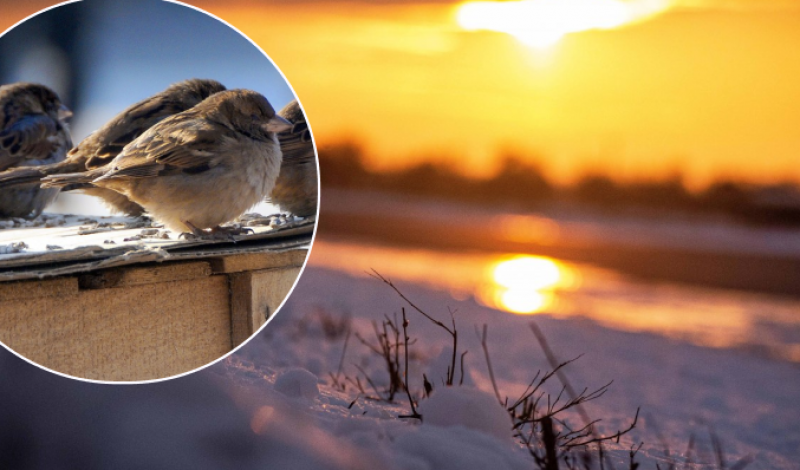 "Плюсовою температура повітря буде скрізь!": мороз і холод відступлять з України