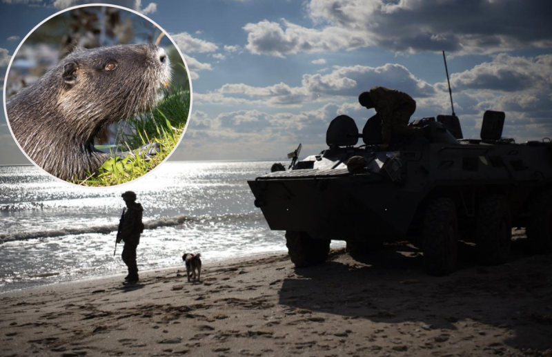 Українські бобри з Волині унеможливили атаку окупантів з боку Білорусі - ЗМІ