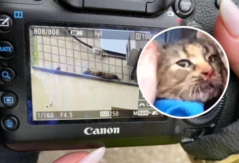 "Котострофа": в Днепре спасатели в разрушенном русском ракетой доме отыскали пропавшего кота