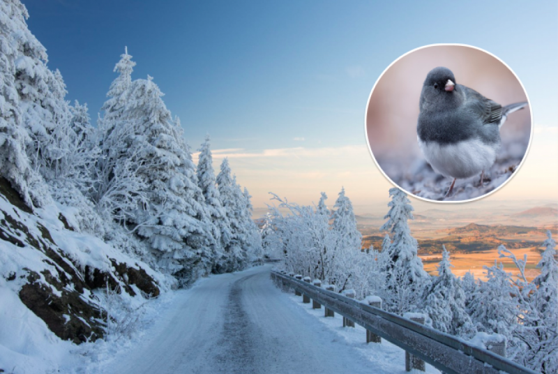 Украину накроет сильнейший снегопад: синоптик рассказал, где ждать сугробов и мощного циклона