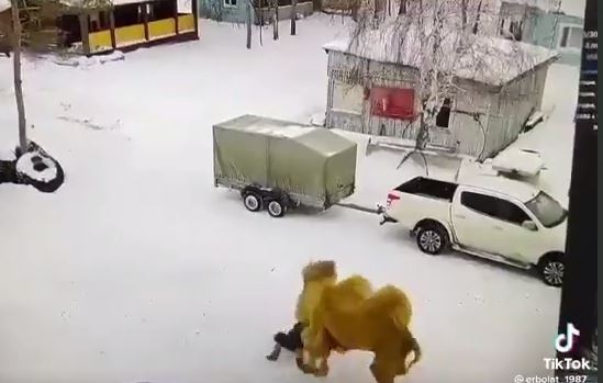 В России верблюд до смерти забил ударившего его россиянина