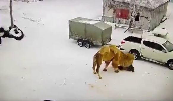 В России верблюд до смерти забил ударившего его россиянина