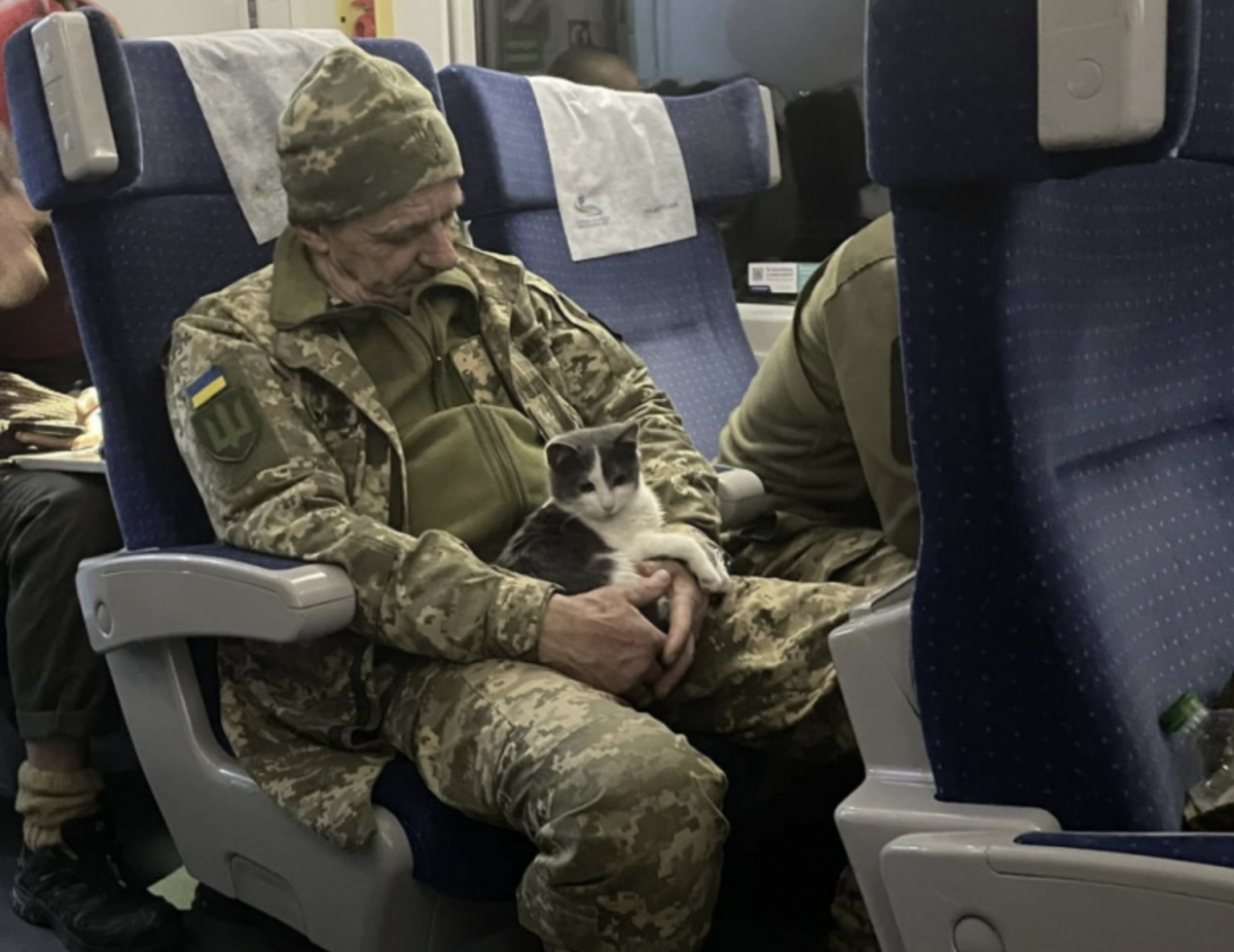 Кот, который выжил: как живет пушистик из Бахмута, которого привез военный в поезде Краматорск-Киев