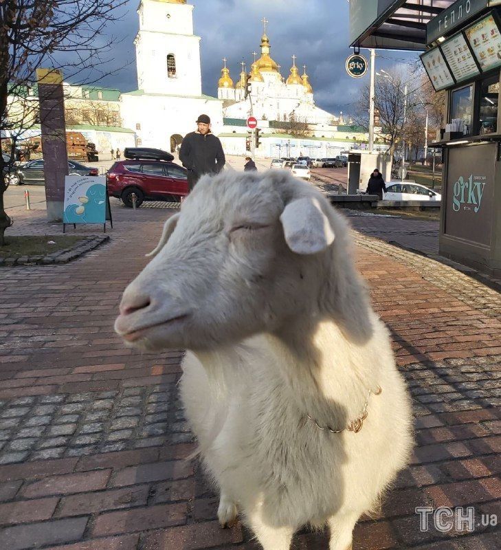 Кози у центрі Києва Кози у центрі Києва